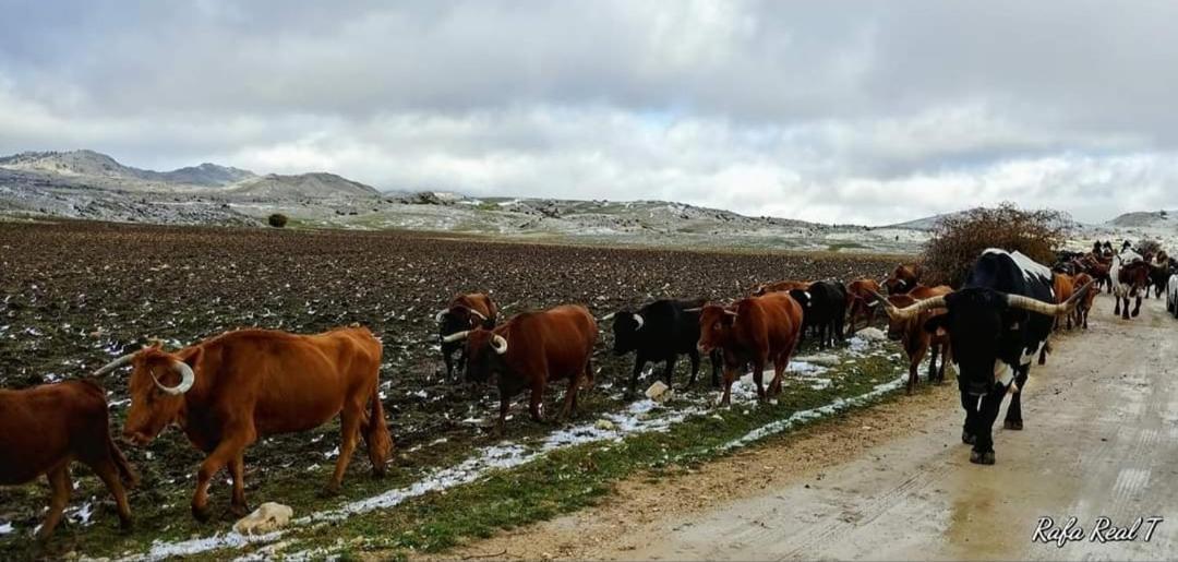 Alojamiento Rural El Penon De Орнос Екстер'єр фото